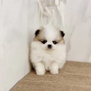 teacup pomeranian for sale