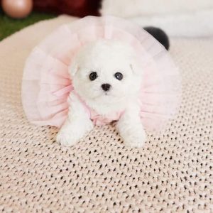 teacup poodles for sale near me