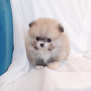 pomeranian dogs for sale near me