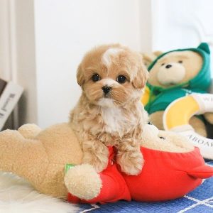 Maltipoo Puppies for Sale