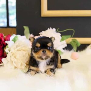 long haired teacup chihuahua for sale