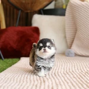 Pomsky Puppies for Sale Near Me