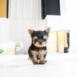 tea cup yorkie puppies for sale