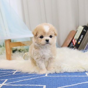 maltipoo puppies for sale near me