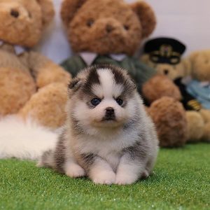 pomsky puppies for adoption