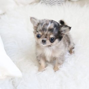 Buy chihuahua Puppy near me