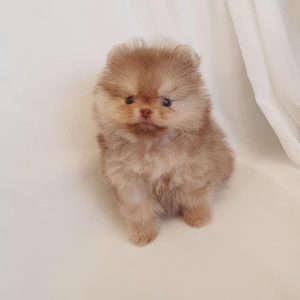 pomeranian breeders near me