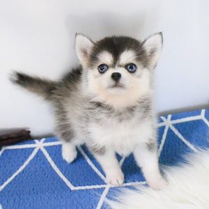 pomsky teacup husky puppies