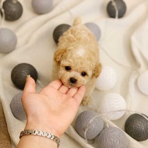 toy poodles for sale near me