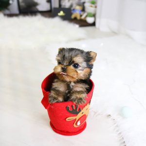 teacup yorkie puppies for sale near me