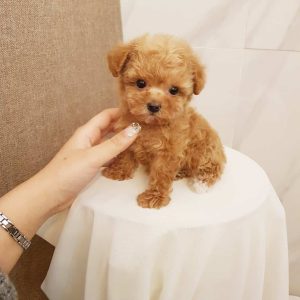 teacup poodle for sale