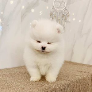 pom puppies for sale near me