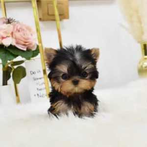 teacup yorkie near me