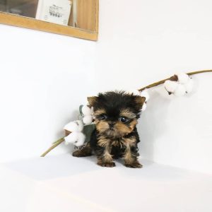 yorkshire terrier for sale near me