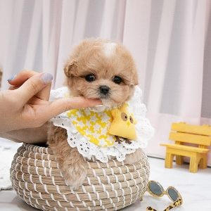 Teacup maltipoo Puppies for sale near me