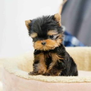 yorkie puppies for sale near me