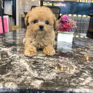 toy poodles near me for sale