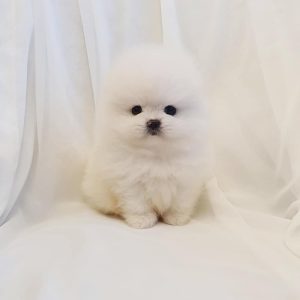 pomeranian puppies for sale near me