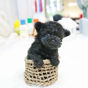 teacup poodles for sale near me