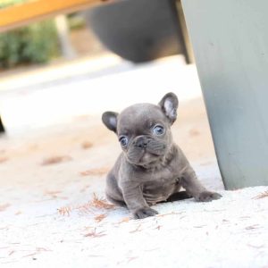 teacup french bulldog for sale