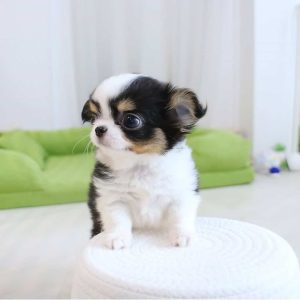 chihuahua puppies for adoption