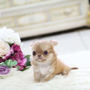 Chihuahua Breeder near me