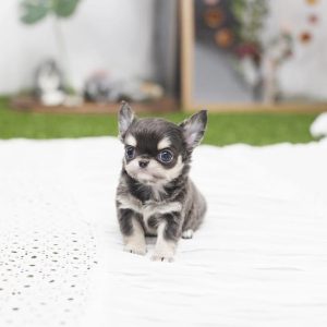 Teacup chihuahua puppy for sale