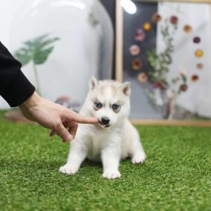 Teacup pomsky puppies for sale