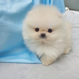 pomeranians near me for sale