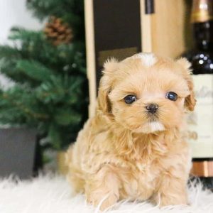 Teacup maltipoo for sale